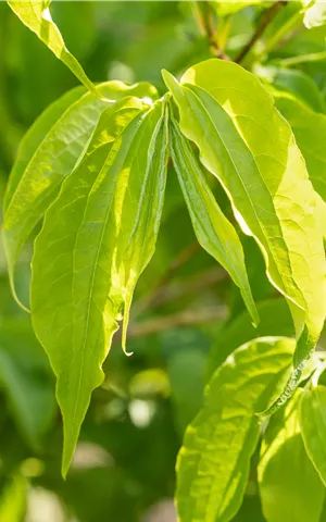 Heptacodium miconioides - Ziergehölze