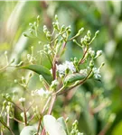 Heptacodium - Heptacodium miconioides - Formgehölze