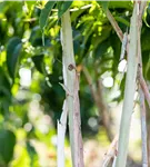 Heptacodium - Heptacodium miconioides - Formgehölze