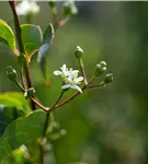 Heptacodium - Heptacodium miconioides - Formgehölze