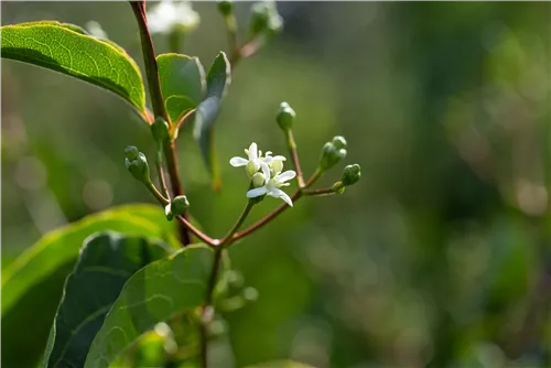 Heptacodium - Heptacodium miconioides - Formgehölze
