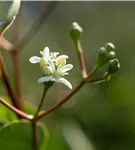 Heptacodium - Heptacodium miconioides - Formgehölze
