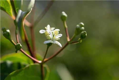 Heptacodium - Heptacodium miconioides - Formgehölze