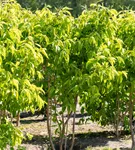 Heptacodium - Heptacodium miconioides - Formgehölze