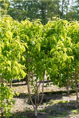 Heptacodium - Heptacodium miconioides - Formgehölze