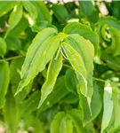 Heptacodium - Heptacodium miconioides - Formgehölze