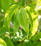 Heptacodium - Heptacodium miconioides - Formgehölze