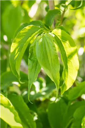 Heptacodium - Heptacodium miconioides - Formgehölze