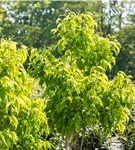 Heptacodium - Heptacodium miconioides - Formgehölze