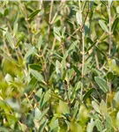 Schmalblättrige Steinlinde - Phillyrea angustifolia