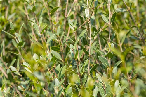 Schmalblättrige Steinlinde - Phillyrea angustifolia