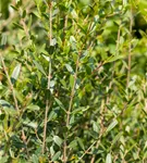 Schmalblättrige Steinlinde - Phillyrea angustifolia