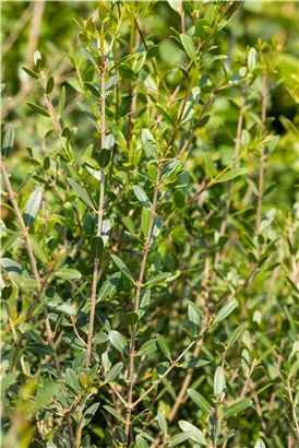 Schmalblättrige Steinlinde - Phillyrea angustifolia