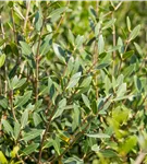 Schmalblättrige Steinlinde - Phillyrea angustifolia