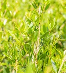 Schmalblättrige Steinlinde - Phillyrea angustifolia