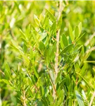 Schmalblättrige Steinlinde - Phillyrea angustifolia