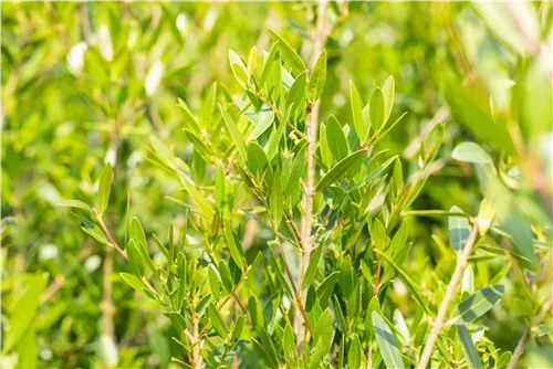 Schmalblättrige Steinlinde - Phillyrea angustifolia