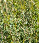Schmalblättrige Steinlinde - Phillyrea angustifolia