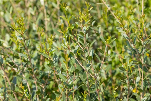 Schmalblättrige Steinlinde - Phillyrea angustifolia