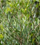 Schmalblättrige Steinlinde - Phillyrea angustifolia