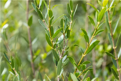 Schmalblättrige Steinlinde - Phillyrea angustifolia
