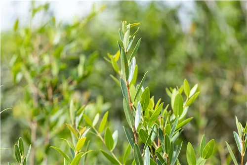 Schmalblättrige Steinlinde - Phillyrea angustifolia