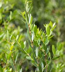 Schmalblättrige Steinlinde - Phillyrea angustifolia