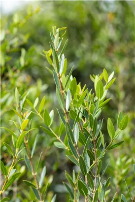 Schmalblättrige Steinlinde - Phillyrea angustifolia
