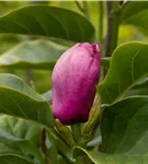 Magnolie 'Black Tulip' - Magnolia 'Black Tulip'