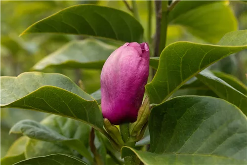 Magnolie 'Black Tulip' - Magnolia 'Black Tulip'