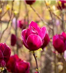 Magnolie 'Black Tulip' - Magnolia 'Black Tulip'