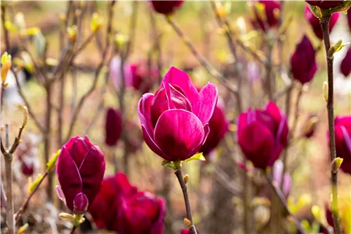 Magnolie 'Black Tulip' - Magnolia 'Black Tulip'