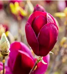 Magnolie 'Black Tulip' - Magnolia 'Black Tulip'