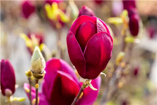 Magnolie 'Black Tulip' - Magnolia 'Black Tulip'