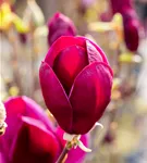 Magnolie 'Black Tulip' - Magnolia 'Black Tulip'