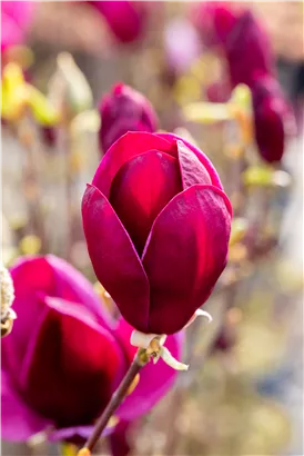 Magnolie 'Black Tulip' - Magnolia 'Black Tulip'