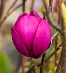 Magnolie 'Black Tulip' - Magnolia 'Black Tulip'
