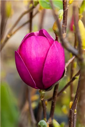 Magnolie 'Black Tulip' - Magnolia 'Black Tulip'