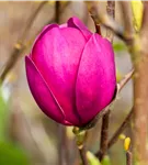 Magnolie 'Black Tulip' - Magnolia 'Black Tulip'