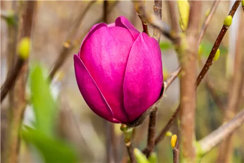 Magnolie 'Black Tulip' - Magnolia 'Black Tulip'