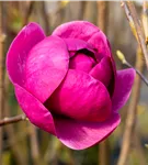 Magnolie 'Black Tulip' - Magnolia 'Black Tulip'
