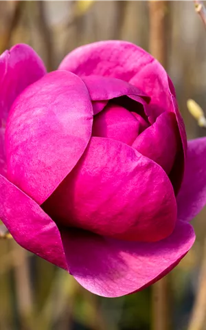 Magnolia 'Black Tulip'