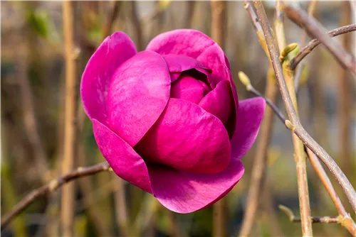 Magnolie 'Black Tulip' - Magnolia 'Black Tulip'