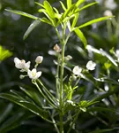 Orangenblume - Choisya ternata