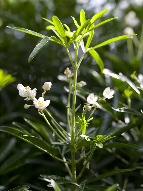 Orangenblume - Choisya ternata