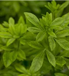 Orangenblume - Choisya ternata