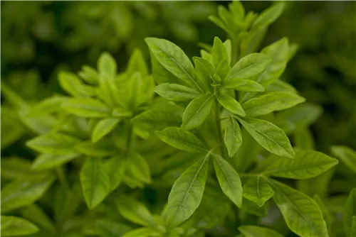 Orangenblume - Choisya ternata