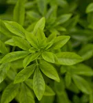 Orangenblume - Choisya ternata