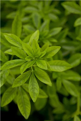 Orangenblume - Choisya ternata