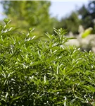 Orangenblume - Choisya ternata